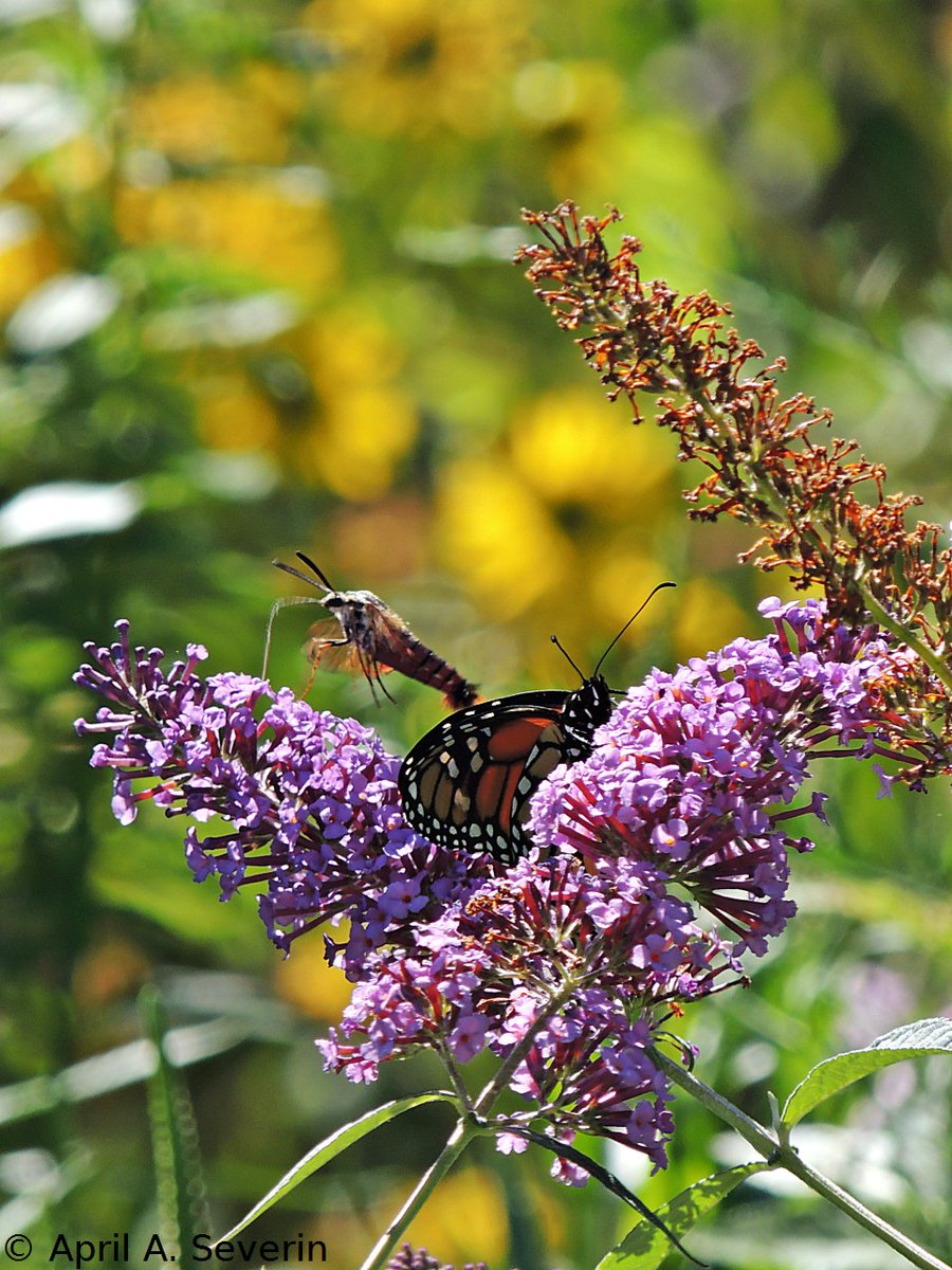 AprilAnne2014's tweet photo. #WildlifeWednesday #HummingbirdClearwingMoth #MonarchButterfly 8/9/15
#UrquhartButterflyGarden #HamOnt #Canada #NorthAmerica #Animalia #insect #nature #photography #CanadianPhotography https://t.co/ObaI0OSoir