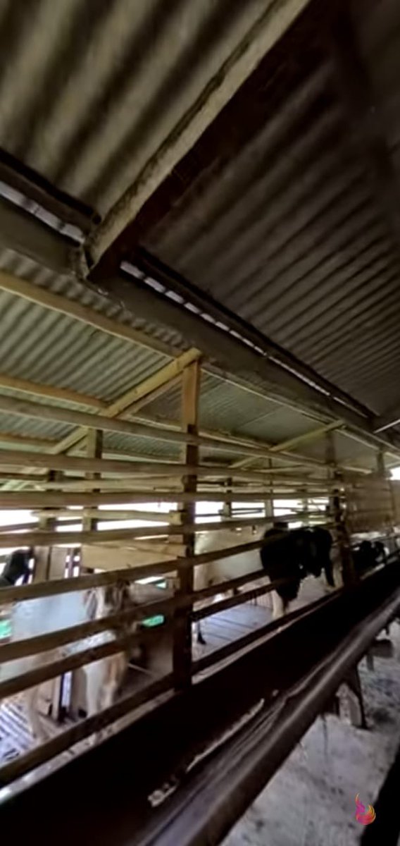 HeraLaudre's tweet photo. MPKMB Airlines FAPET IPB

Kandang sapi 🐄🐄🐄
Penelitian sapi perah disini dan digunakan sebagai keperluan perkuliahan jugaa.  Rame kayaknyaa deh dan ada juga kandang domba n kandang kambingnyaa

#MPKMBAirlines
#MPKMBIPB58
#MahardikaCakrabinaya
#GNRMIPB https://t.co/ld8kkVRcMv