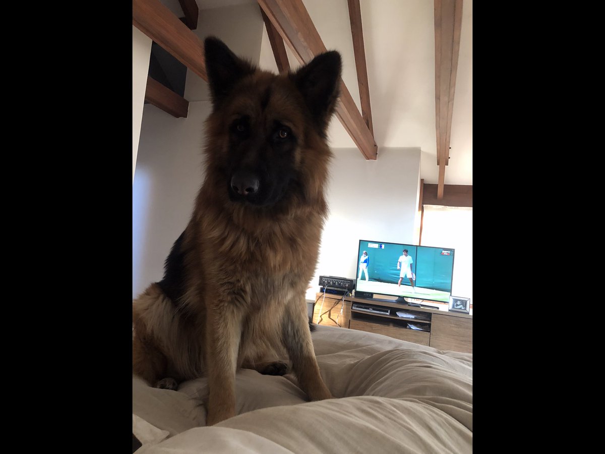 doctorcamus's tweet photo. Se me escapó mi Perro Sancho. Tiene 2 años y bien grande y peludo! Pastor Alemán. Porfa cualquier pista avisar. Anda con un cordelito rojo. Debe andar por comuna de Vitacura. https://t.co/A7kvITazDn
