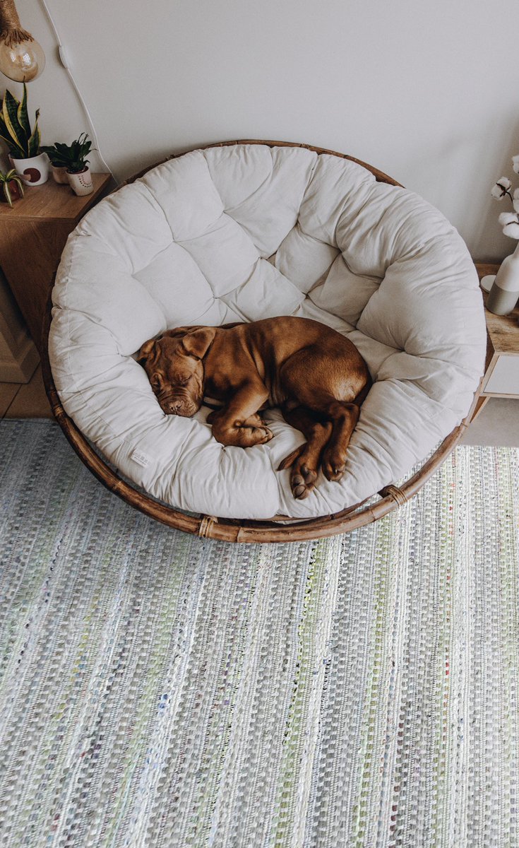TheRugRepublic's tweet photo. Could we squeeze in a mid-week snooze like this little guy?! Designed to be gentle towards our planet, grab your Orrin here - https://t.co/GMqfuCYwYp ♻️

#therugrepublic #homedecorstyle #homedecortrends #madeinindia #makeinindia #recyled #upcycled #sustainable #ecofriendly https://t.co/jx3j4U32FC