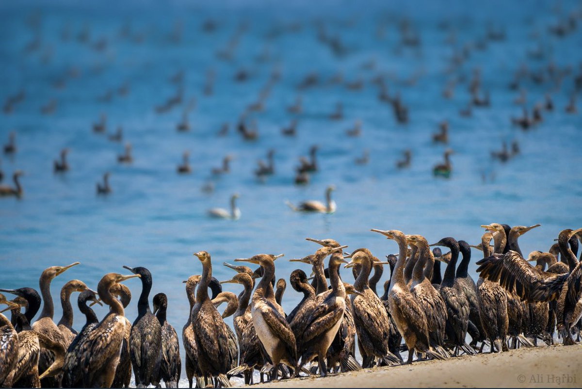 أسراب من طيور الغاق السقطري المهاجر في شاطئ بصة في ولاية خصب -محافظة مسندم تصوير: <a href="/7a3rBi/">ᴀʟɪ ʜᴀʀʙɪ | علي حربي</a>
#مسندم_عُمان