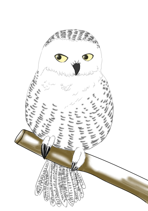 シロフクロウのtwitterイラスト検索結果