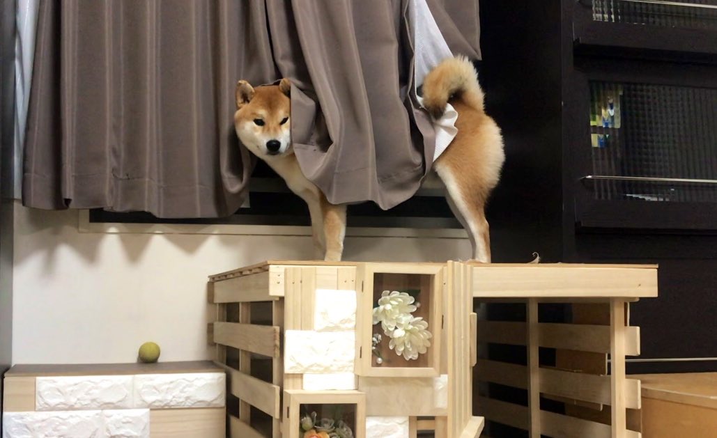 シヴァ犬こむぎっす ポップコーンを作ってたら ぽんぽん 鳴る音が怖くて全力で隠れる愛犬 シヴァ犬こむぎっす 愛犬 柴犬 シヴァ犬こむぎっす ポップコーンを作ってたら ぽんぽん 鳴る音が怖くて全力で隠れる愛犬 シヴァ犬こむぎっす 愛犬 柴犬