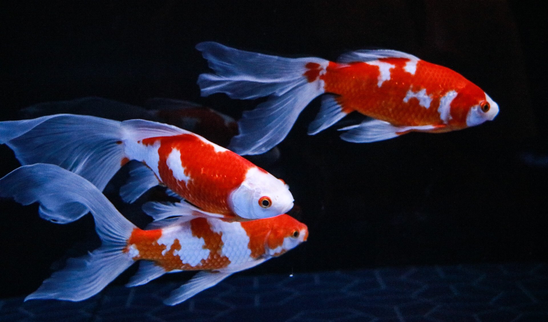 ほりいとと 金魚 金魚の更紗模様が好き 金魚 コメット すみだ水族館 T Co W6vmvvgcid Twitter