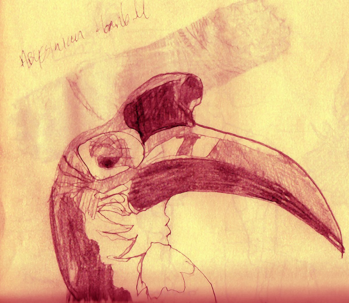 FatherCrow's tweet image. Occasional fathercrow Image no. 71: Abyssinian Hornbill
#drawing #art #artistsontwitter #artontwitter #illustrationart