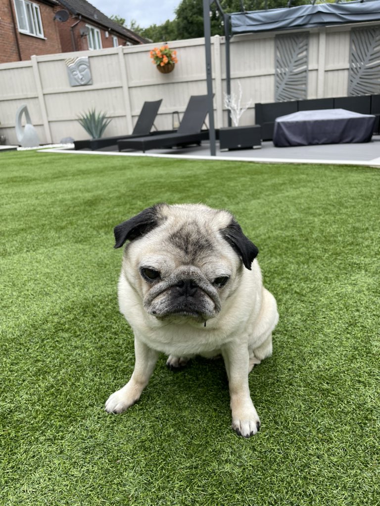 TheMrketingDogs's tweet photo. So tomorrow is my birthday, I will be 12 years young! I’m expecting roasted meats , a play date with all my besties , a cuddle with my nanny and a sleep on the big bed. These are my demands huparents so you had better get your act together and get it sorted🤞 https://t.co/AeCKuSWppr