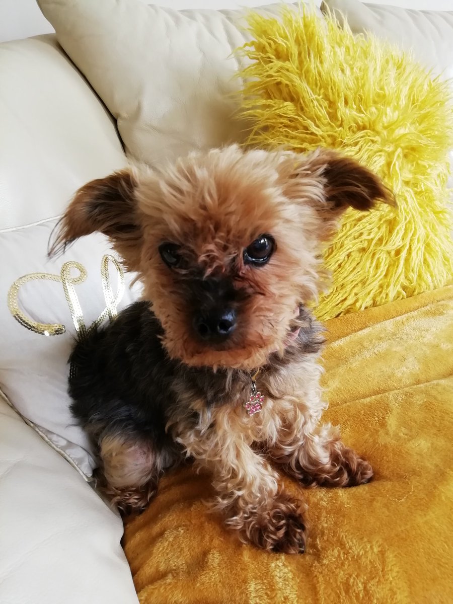 Just wondered if I can have more followers as mum makes things to sell to hp disabled &amp; old dogs like me. I am poorly at the moment so no Foster dogs so I can have surgery. Please retweet &amp; follow so we can raise money