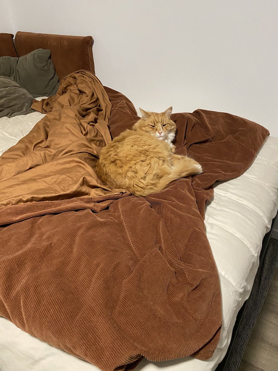 celeryschtick's tweet image. choose ur hero, my cookie photography or @RizRazR6 ‘s cookie photography