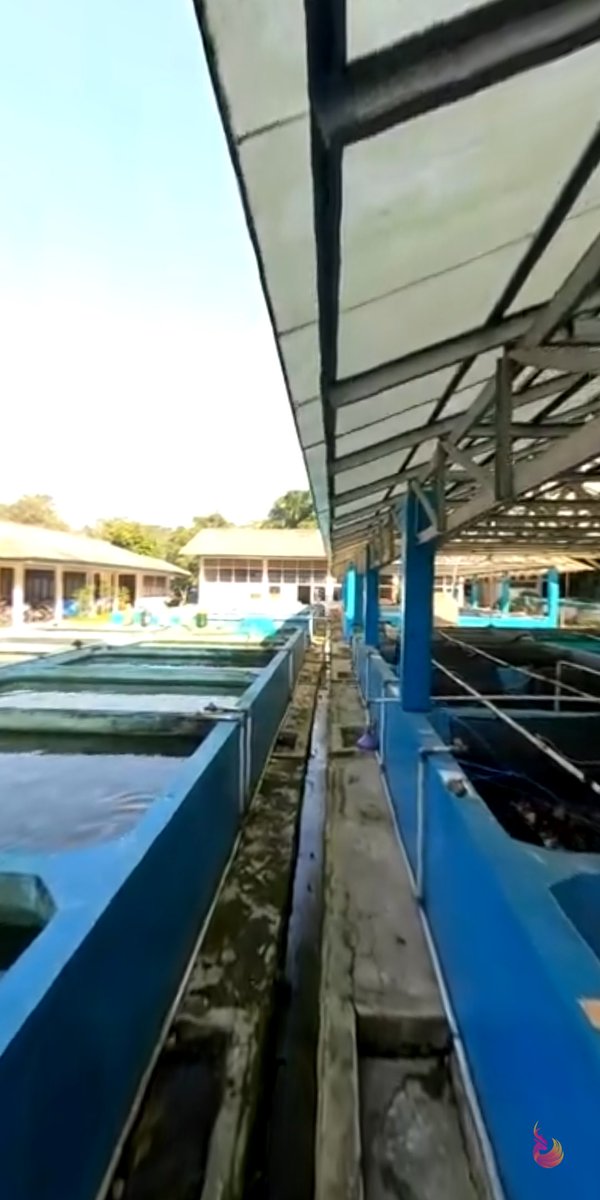 inipadin's tweet photo. [MPKMB Airlines]
KOLAM PERCOBAAN
Nah tempat wajib mahasiswa FPIK adalah kolam percobaan. Kolam ini dipakai untuk tempat penelitian mengenai budidaya perikanan. Banyak banget kan kolamnya😎
#MPKMBAirlines 
#MPKMBIPB58 
#MahardikaCakrabinaya 
#GNRMIPB https://t.co/7brnbr3me9
