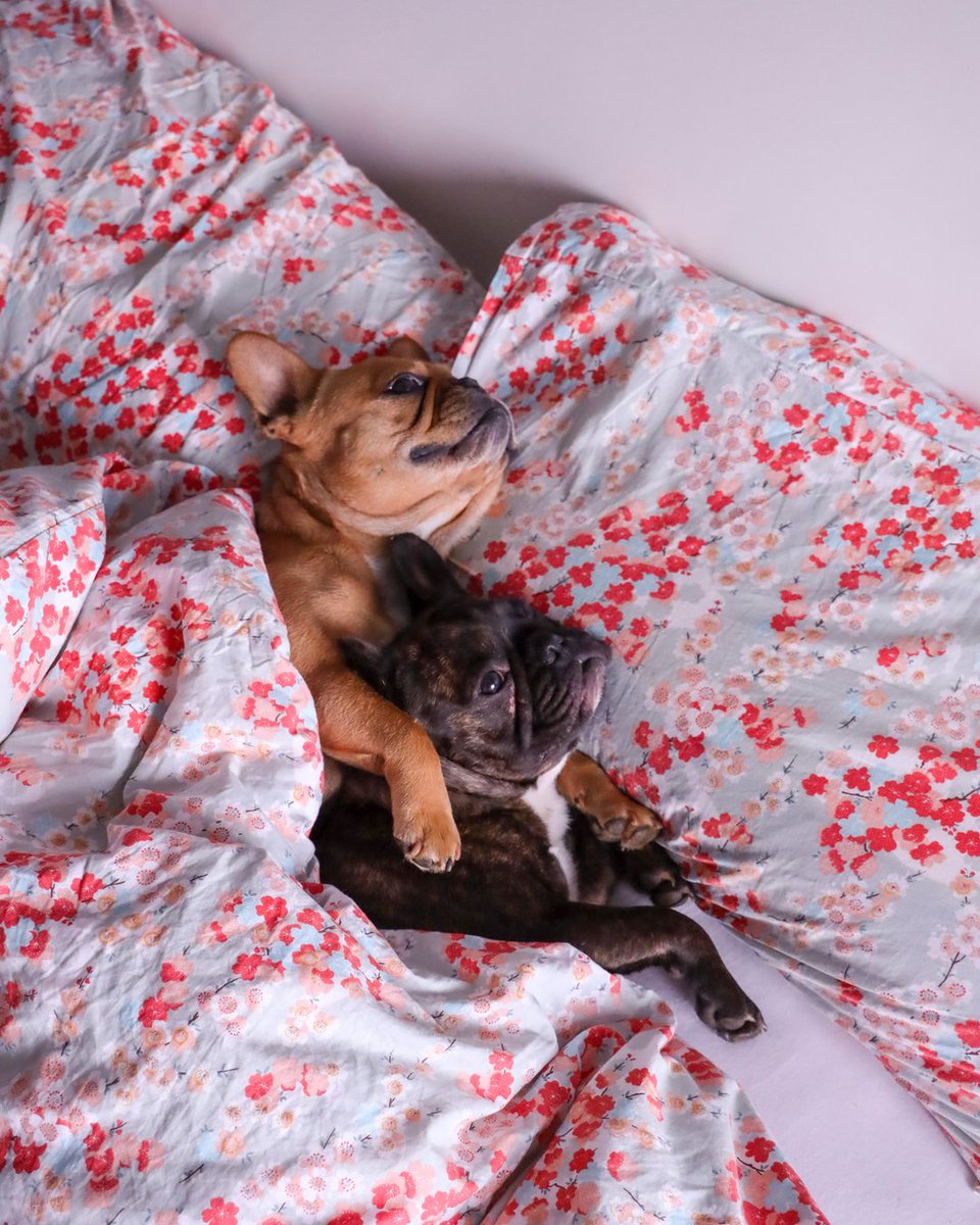 This is how they react when I say ‘Let’s go out’ 👀🥱💤

#frenchie #frenchbulldog #dog #dogstagram #dogsofig #frenchiesofig #frenchielover #doglover #puppylover #dogpuopy #frenchiepuppy #puppy #dogslife #frenchieslife #dogsroutine