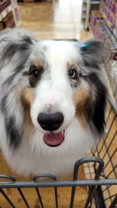 先月のトリミング帰りの犬♂ 