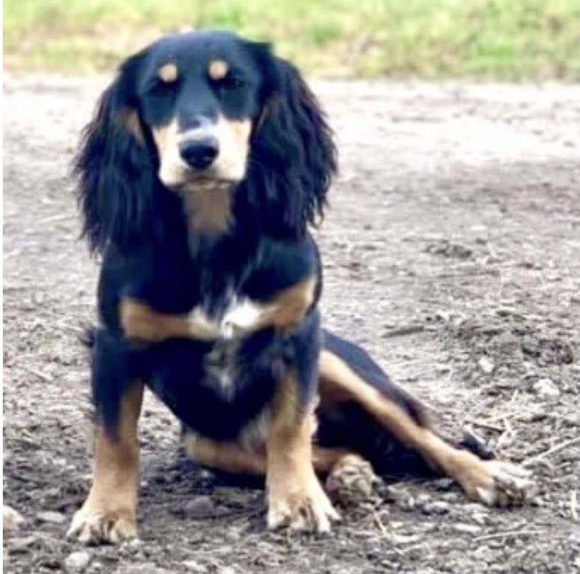 #SpanielHour 

LOLA #Stolen from home  Pink Road, Lacey Green, #PrincesRisborough #HP27 23/3/21 

Female/young adult blk&amp;tan tan eyebrows 

CHIPPED / LOLAS MUM IS BROKEN 

doglost.co.uk/dog-blog.php?d…