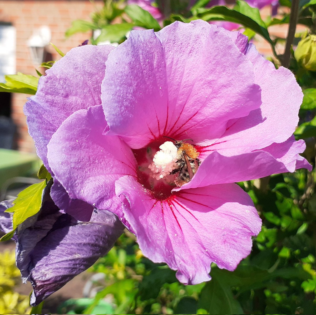 heikeontour's tweet photo. Bienen sind so putzig in Blüten. 😍
#bee #biene #Summer2021 #SummerVibes #mamasgarten #naturelover #naturephotography #flower #sunny #beetweet #sommer #germany https://t.co/egn1YPHy7x