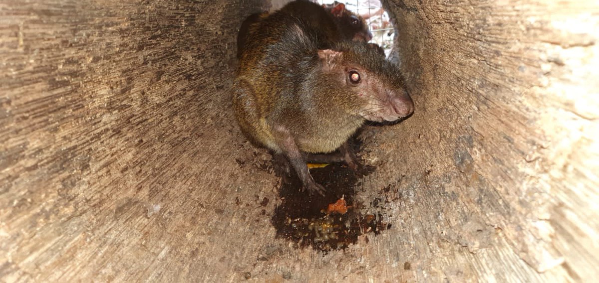 MAE_Zonal2's tweet photo. #SantoDomingoDeLosTsáchilas| Nuestro personal técnico e Inspectores Honoríficos de @Ambiente_Ec realizaron el rescate de 3 especímenes de guatusa que habían ingresado a una casa. Los animales se encuentran en buen estado, se los trasladó al Centro de Rescate James Brown. https://t.co/Z0jwmEBAWV