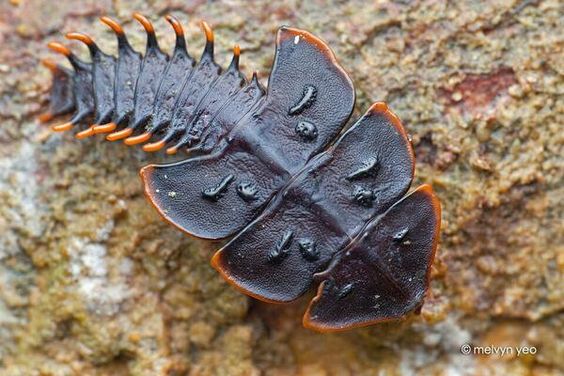 Jonahlobe's tweet photo. Trilobite Beetles are one of those rare creatures who seem like they should be extinct but aren't! https://t.co/9wVDqGItrG