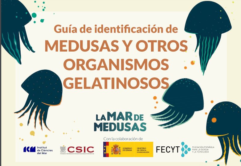 CSIC's tweet photo. Guía de identificación de medusas.
¿Cómo es la anatomía de una medusa?
¿Por qué pican?
¿Qué se recomienda ante una picadura?
Descarga la guía del #CSIC aquí ➡️
https://t.co/DCtHOLPJ7C https://t.co/wtAqsz1ZuJ