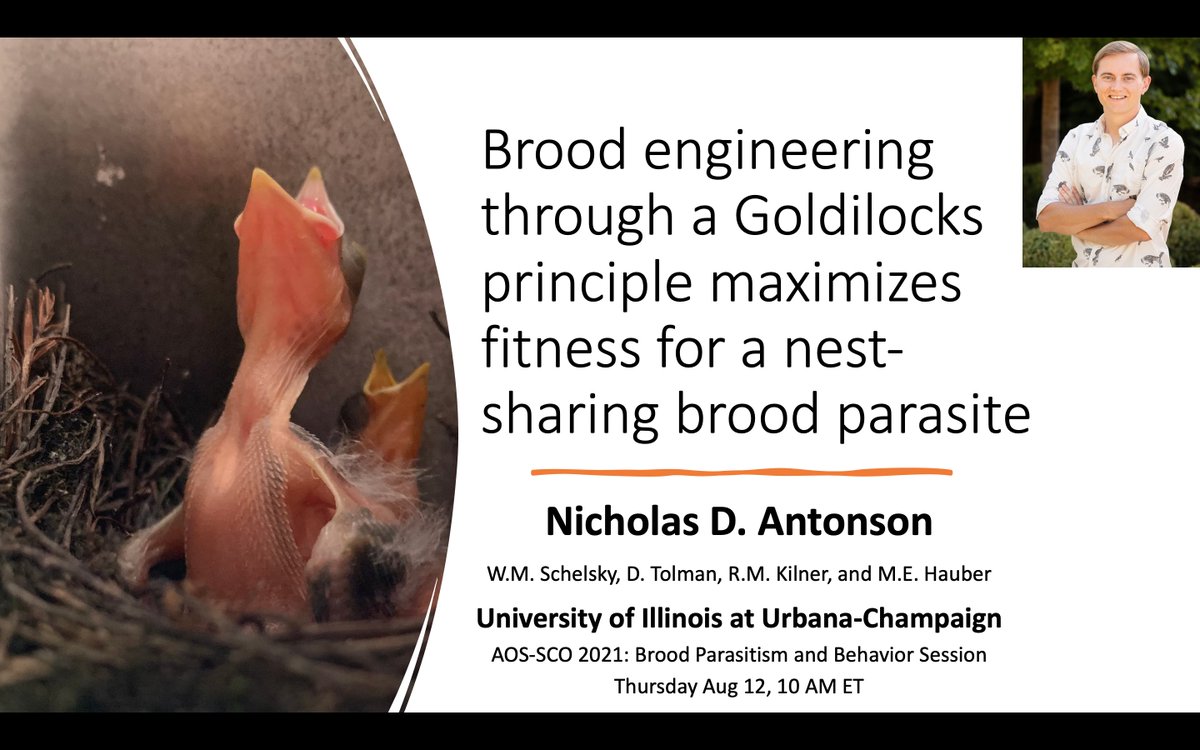 NickAntonson's tweet image. Ever wonder how brood parasitic cowbirds cope with sharing the nest with host young? Check out my talk tomorrow at #2021AOS_SCO to find out!