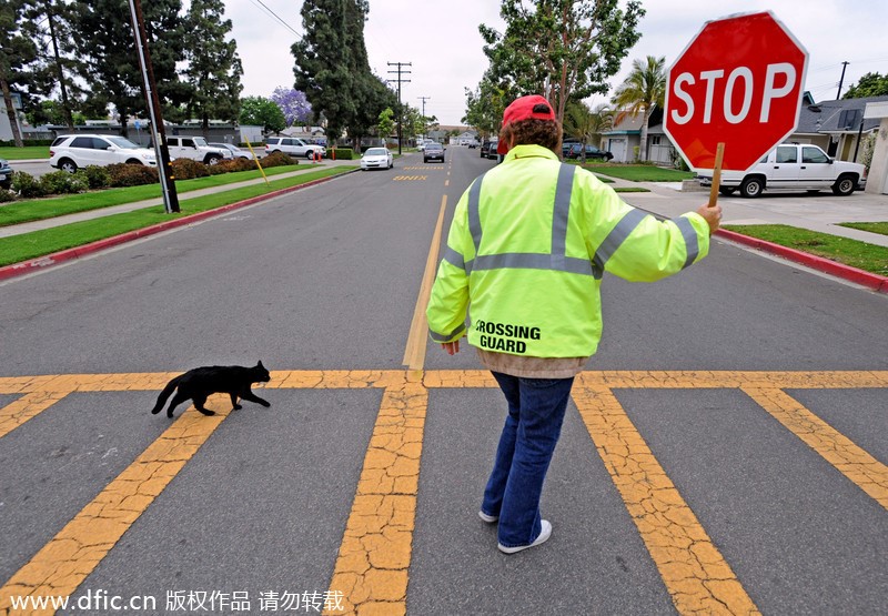Приметы перейти дорогу. Черный кот перебегает дорогу. Кошка переходит дорогу. Черный кот переходит дорогу. Кошка на дороге.