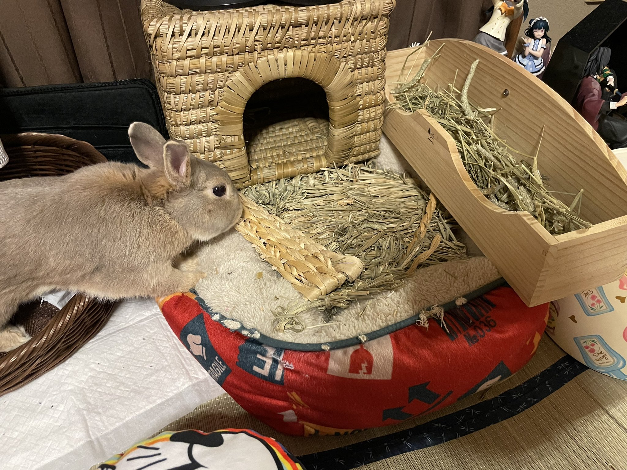 うさぎのラピスラズリーヌ Usaginolapis Twitter