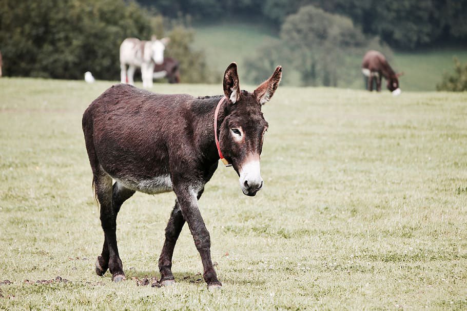 The “beast of burden” has been subject to ridicule for years. But take a look at the donkey in our latest issue and see them for the valuable treasures they are🐴 ❤️ #donkey #animals #newrelease