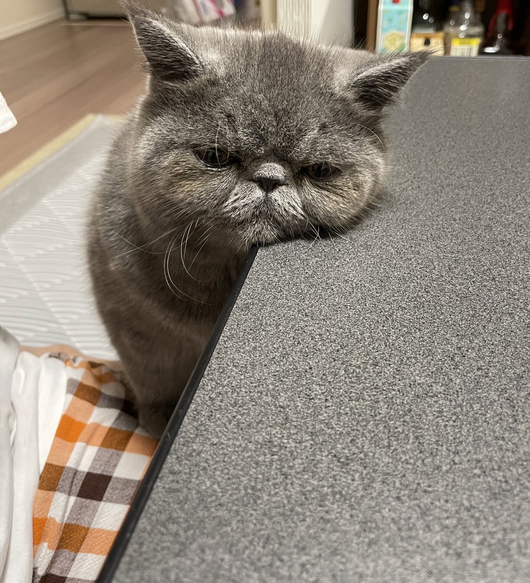 ブサカワ Lang Ja Twitter Search