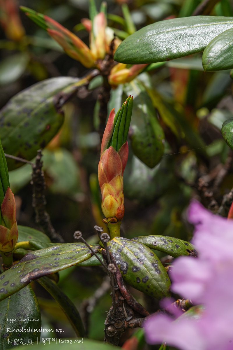 LyuLing1's tweet photo. Rhododendron sp.
杜鹃花属｜སྟག་མ། (Stag Ma) https://t.co/AF7GNOj2an