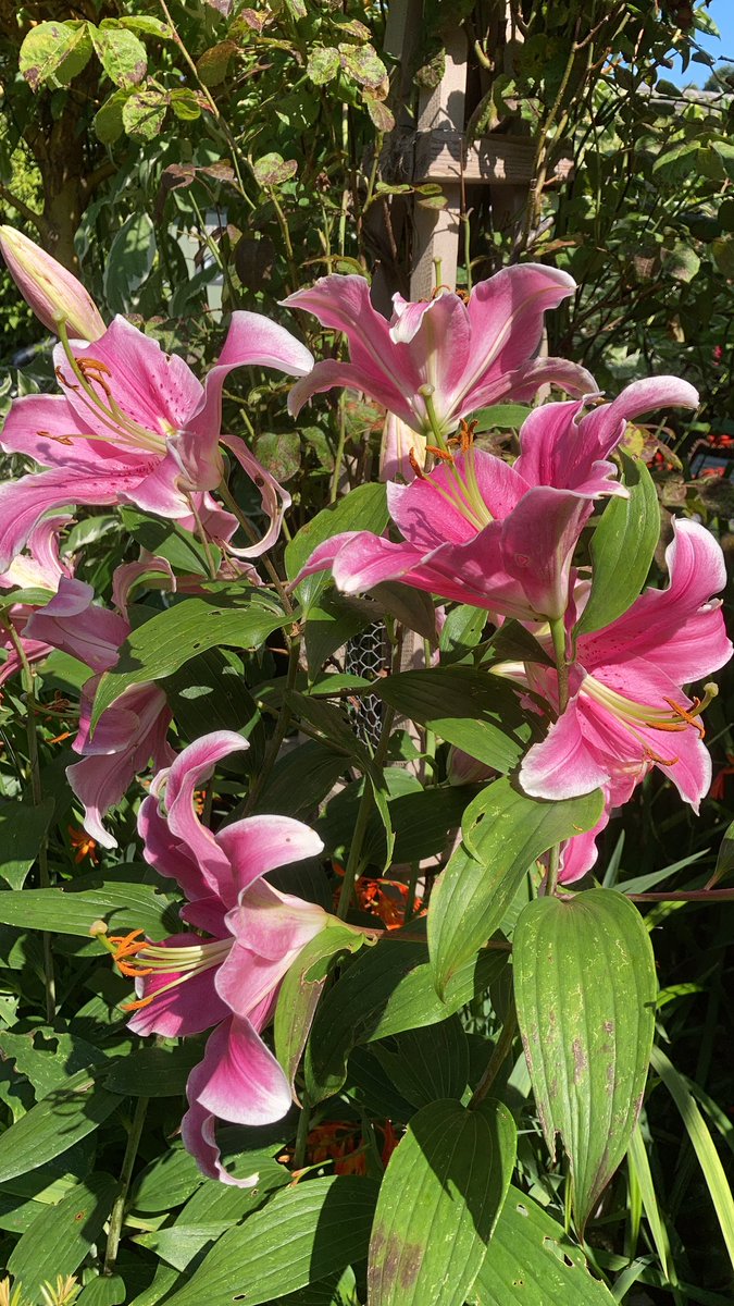 Out in the garden today #lily