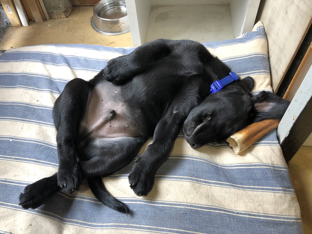 KTHallmark's tweet image. First shift in the workshop, @hd_puppy Guinness nailing sleeping on the job #WorkshopAssistant