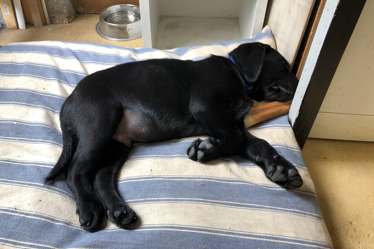 KTHallmark's tweet image. First shift in the workshop, @hd_puppy Guinness nailing sleeping on the job #WorkshopAssistant