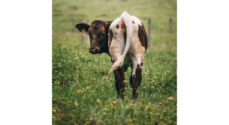 Upcoming Event from CCE Rensselaer County:

Cow Chip Bingo to support 4-H Cattle Program in Renssealer Co. buff.ly/3fRCPpB