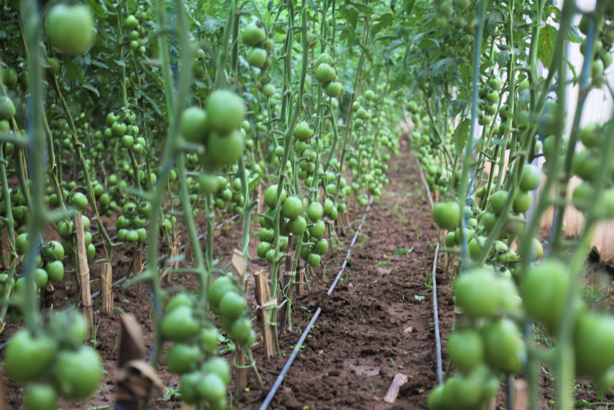 Rwanda agriculture transformation on Twitter "Esdras Bangamwabo, one