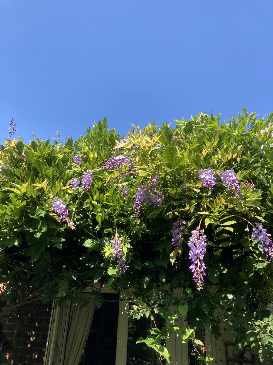 A second flush of Wisteria after the frost took all the buds earlier in the year