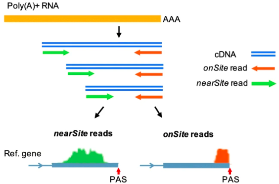 GenomeBiology's tweet photo. MAAPER: model-based analysis of alternative polyadenylation using 3′ end-linked reads, from @vivianstats, @BinTian_lab &amp;co. It can be applied to reads close to, but not spanning, the polyadenylation site, and works with both bulk and single-cell data https://t.co/wFdBZeWAbp https://t.co/QVTeTuOaeb