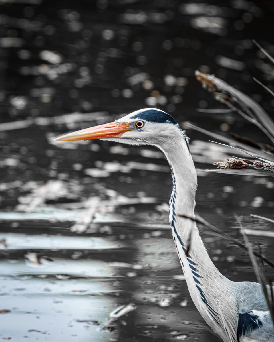 #heron #herons #heronsofinstagram #heronisland #heronbird #wildlife