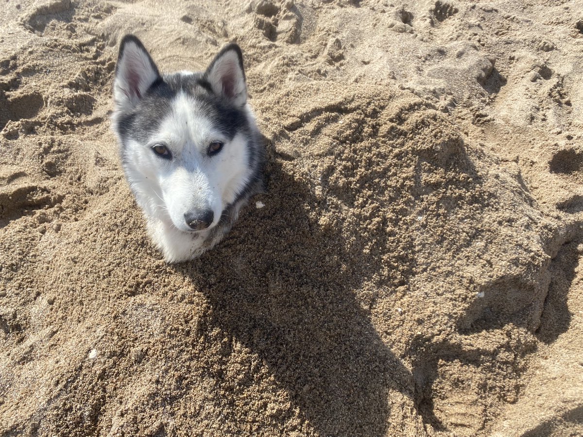 Just 2 Huskies (@just2huskies) on Twitter photo 