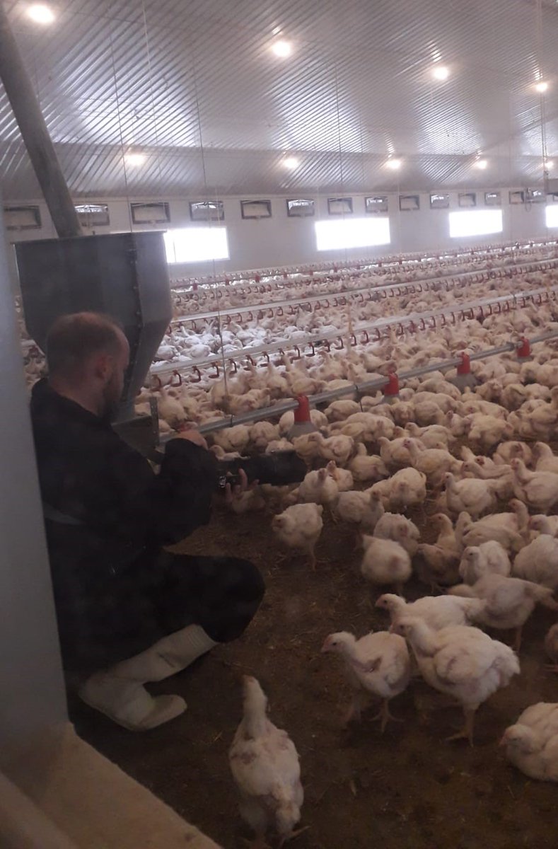 NFU_Poultry's tweet image. Great to meet Rory &amp;amp; John today @Elms__Farm &amp;amp; a big #Thankyou for allowing @DesignToby to take images for future use across our member communications 📸🐔An impressive set up of 4 @Powell_Ltd sheds with bird welfare &amp;amp; the environment = key areas of focus👍#ProudOfPoultry #NextGen