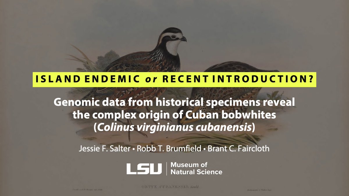 jfnacl's tweet image. Curious how bobwhites got to Cuba? I was, too (along with Ridgway, Chapman, Gundlach, and others), and I&apos;m excited to present some results today at #2021AOS_SCO  in the Phylogenetics 2 session. Tune in at 2:26 ET / 1:26 CT / 11:26 PT.