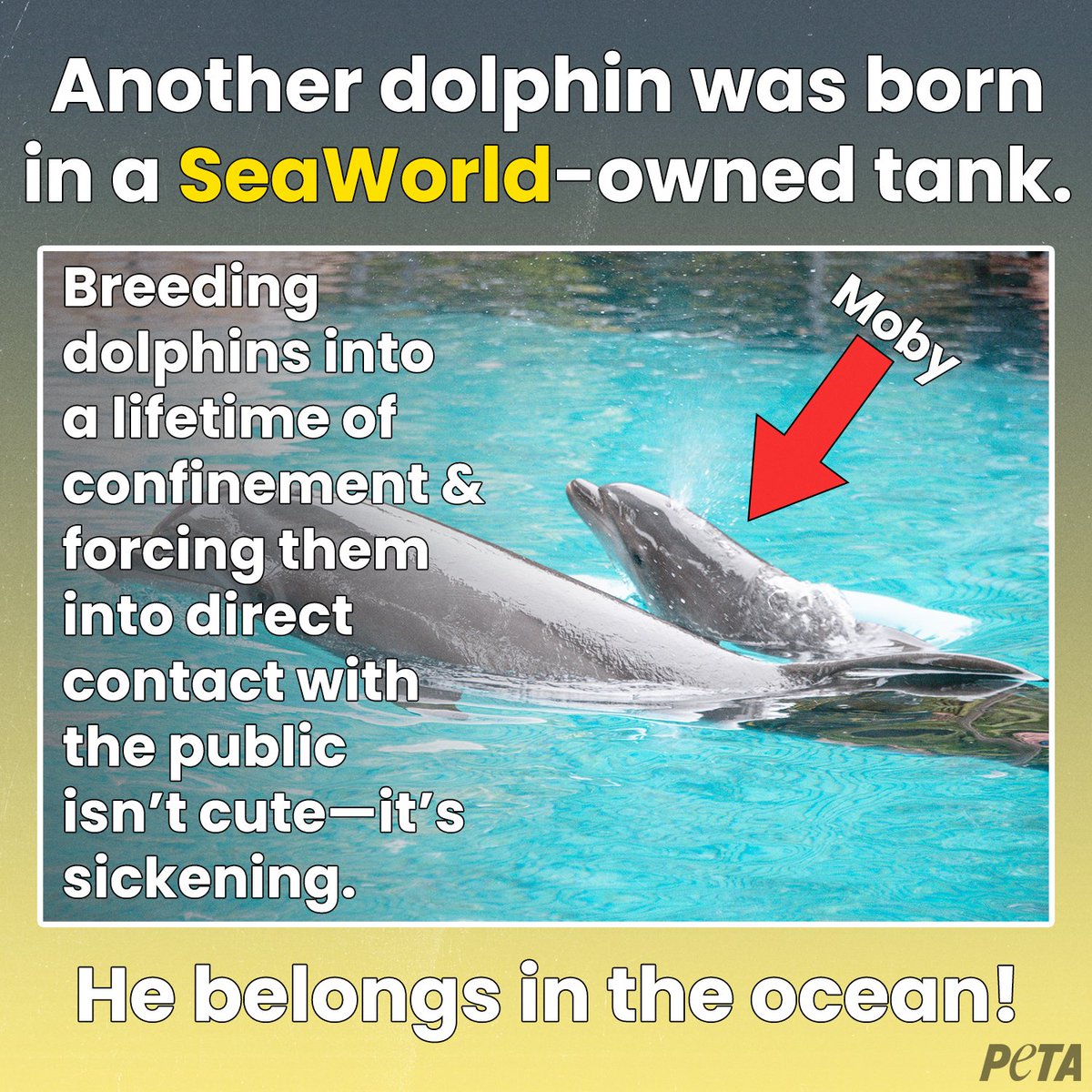 Another Dolphin Born at SeaWorld, Doomed to Cramped Tank | PETA