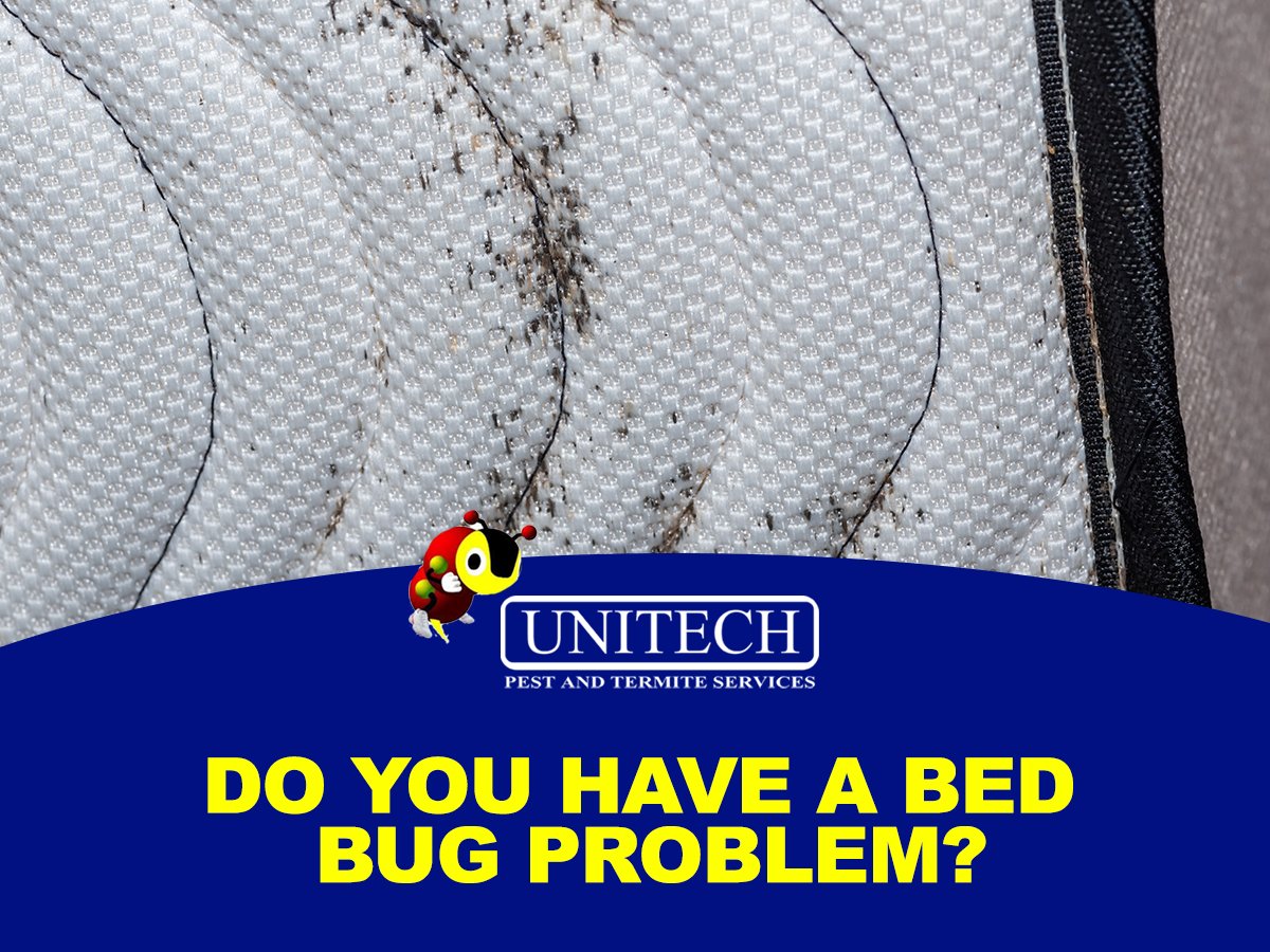 unitechpestcom's tweet photo. Of all the infestations you can get in your St. Louis home, few are more feared than bed bugs. Bed bugs are a problem in St. Louis but there are steps you can take to minimize your risk of developing an infestation. #UnitechPest #StLouisPestControl #BedBugControl https://t.co/12JTgY1ON3