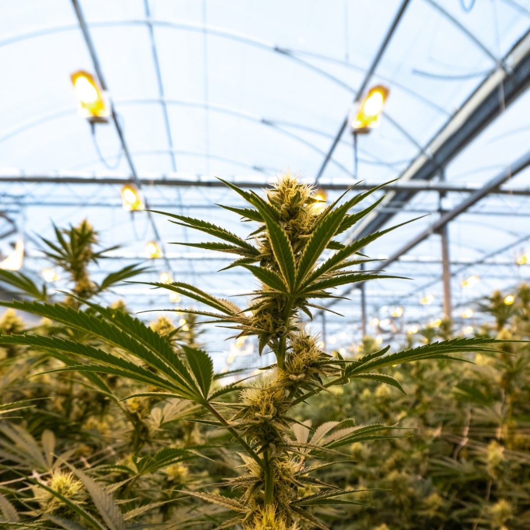 Greenway Greenhouse (CSE:GWAY) tweet media