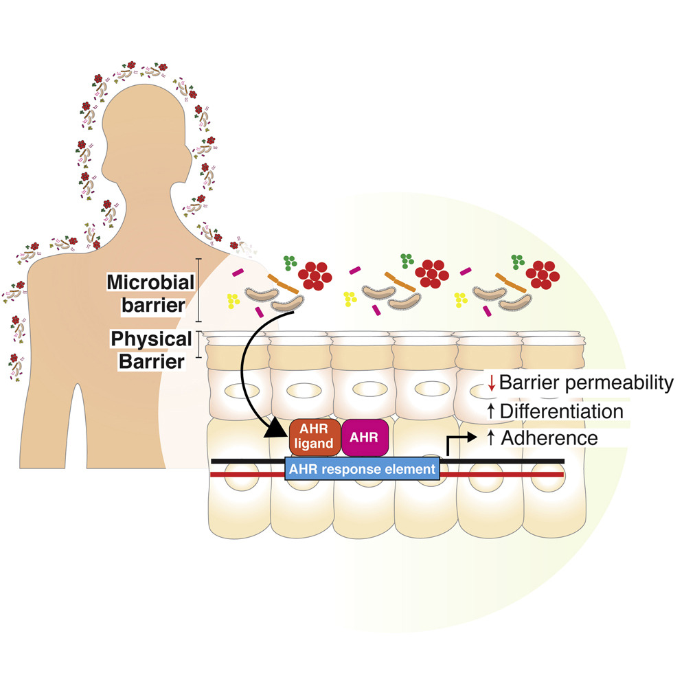 Cell Host & Microbe (@cellhostmicrobe) on Twitter photo Featured Article: Microbiota-AHR in skin repair: @elizgrice @aayushi_uberoi show #skin #microbiota regulate barrier repair/integrity via #keratinocyte aryl hydrocarbon receptor. Microbiota-AHR axis targeted w/consortium of skin commensals repairs barrier cell.com/cell-host-micr… Featured Article: Microbiota-AHR in skin repair: @elizgrice @aayushi_uberoi show #skin #microbiota regulate barrier repair/integrity via #keratinocyte aryl hydrocarbon receptor. Microbiota-AHR axis targeted w/consortium of skin commensals repairs barrier cell.com/cell-host-micr…