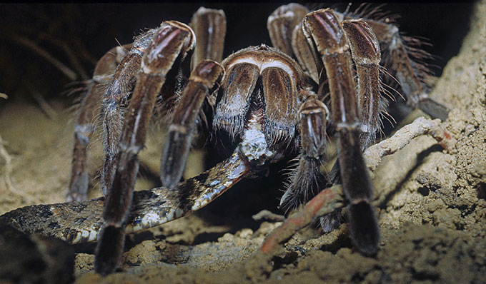 Goliath Birdeater: The Amazon Giant Spider Goliath Birdeater: The Amazon Giant Spider