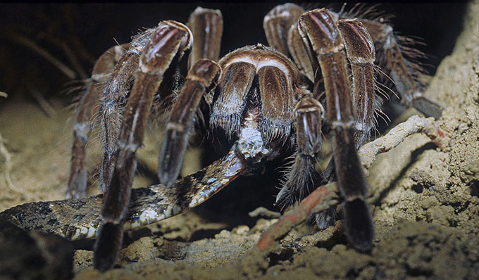 Goliath Birdeater: The Amazon Giant Spider