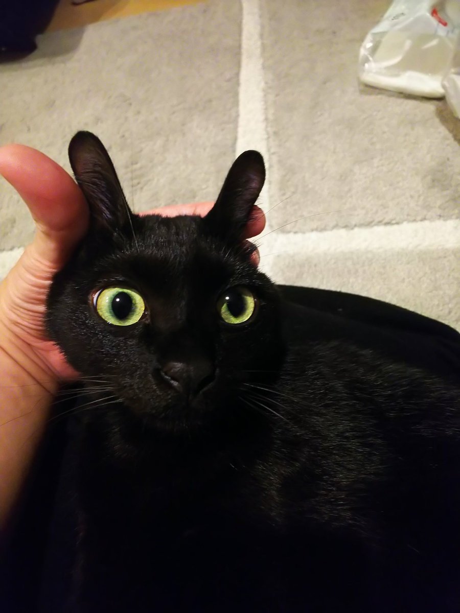 黒猫は福猫様専用 Www Smartlab Co Th