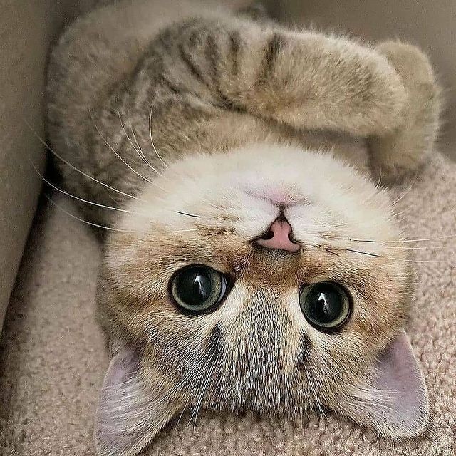 pasukan_miaw's tweet photo. gimana, capek nggak hari ini ? ~nyaa https://t.co/acGibtpzmA