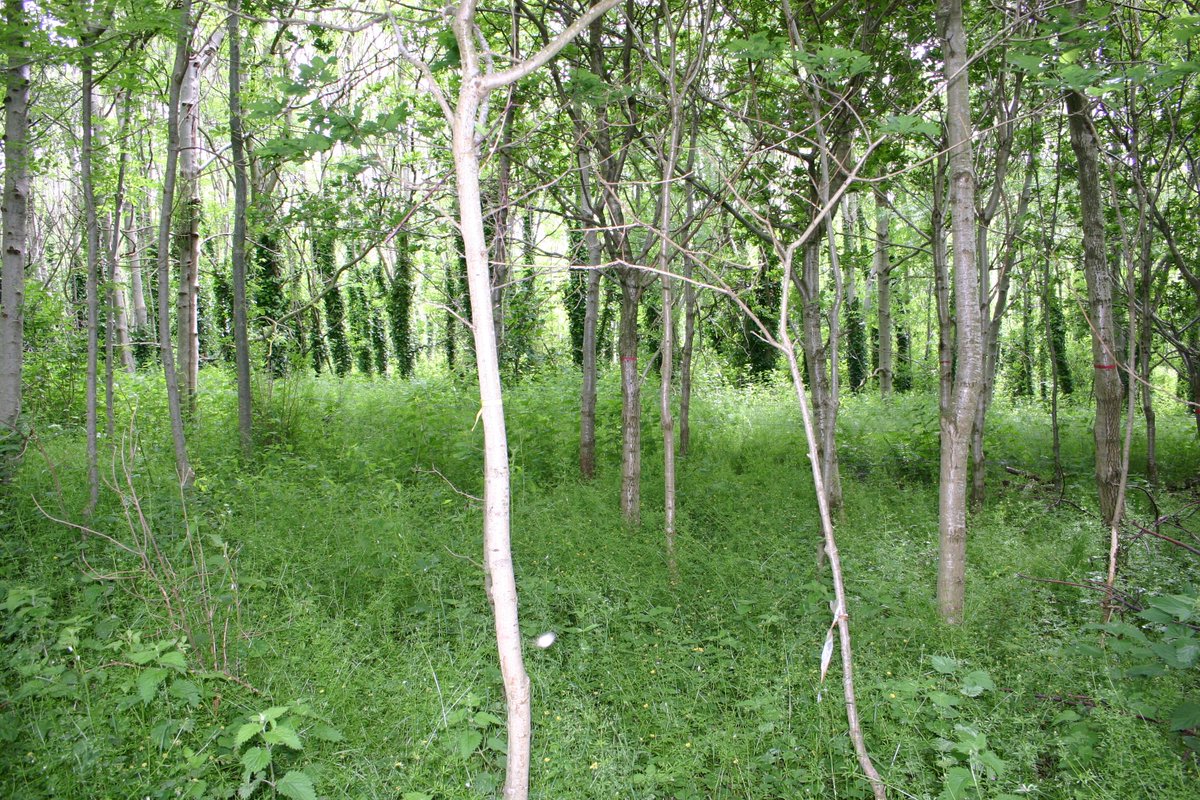 Ecological Continuity Trust (ECT) (@ect_uk) on Twitter photo Check out ECT's latest podcast interview with Andy Smith (<a href="/BangorUni/">Bangor University</a>) at the impressive 17-year BangorDIVERSE woodland expt in N Wales. See ecologicalcontinuitytrust.org/podcasts #LTER #woodland #trees #biodiversity #ecology #ecosystems <a href="/BIFoRUoB/">BIFoR</a> <a href="/eLTER_Europe/">eLTER</a> <a href="/kmaseyk/">Kadmiel Maseyk</a> <a href="/HartKris1/">Kris Hart</a> #climate Check out ECT's latest podcast interview with Andy Smith (<a href="/BangorUni/">Bangor University</a>) at the impressive 17-year BangorDIVERSE woodland expt in N Wales. See ecologicalcontinuitytrust.org/podcasts #LTER #woodland #trees #biodiversity #ecology #ecosystems <a href="/BIFoRUoB/">BIFoR</a> <a href="/eLTER_Europe/">eLTER</a> <a href="/kmaseyk/">Kadmiel Maseyk</a> <a href="/HartKris1/">Kris Hart</a> #climate