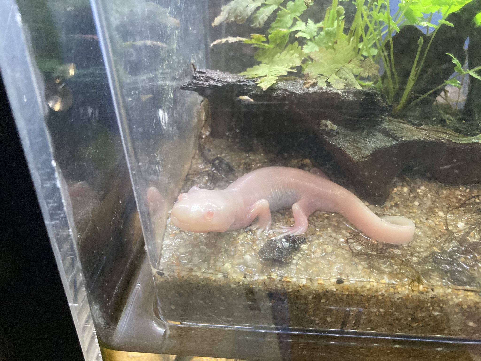 アクアショップ冨岡 Cv 早見沙織 竹島水族館にウパがいたよ やっぱり可愛いな 滅多に居ない陸上化した子もいたよ ピンクのイモリみたいです 竹島水族館 ウーパールーパー T Co Zp4hefyj1g Twitter