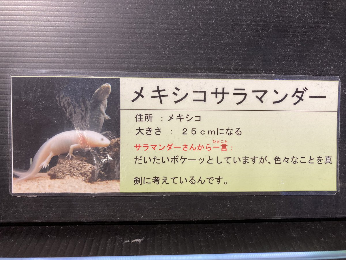 ট ইট র アクアショップ冨岡 竹島水族館にウパがいたよ やっぱり可愛いな 滅多に居ない陸上化した子もいたよ ピンクのイモリみたいです 竹島水族館 ウーパールーパー