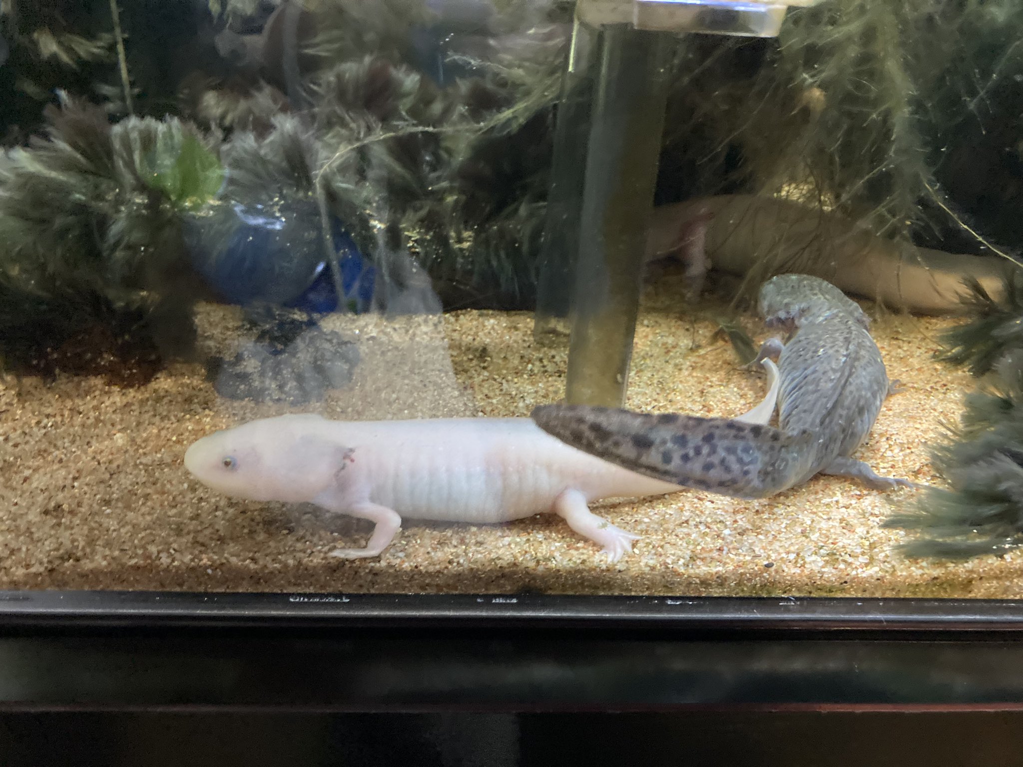 アクアショップ冨岡 Cv 早見沙織 竹島水族館にウパがいたよ やっぱり可愛いな 滅多に居ない陸上化した子もいたよ ピンクのイモリみたいです 竹島水族館 ウーパールーパー T Co Zp4hefyj1g Twitter