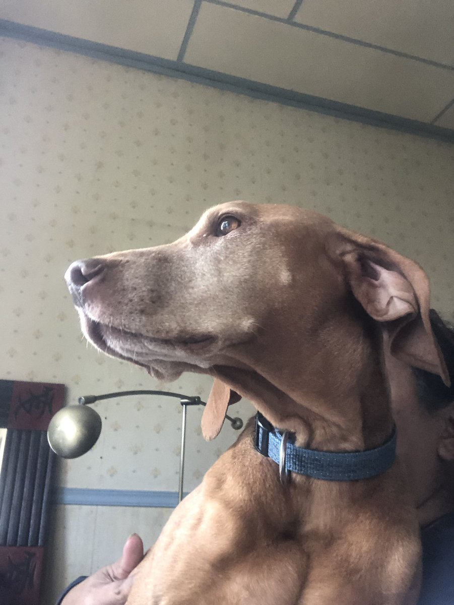 MrLennonsWorld's tweet photo. Wroooff... me at work.. checkin hoomum’s typing... furry inteligun work! 🐾🦴 #dogsoftwitter #vizsla #MrLennon #dogslife #privateassistant https://t.co/GhT6dHsUfB
